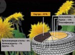 Continental заменит каучук корнями одуванчиков